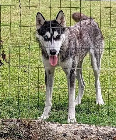 An adult medium-sized female Siberian Husky dog named Dashley for adoption in Mission, TX