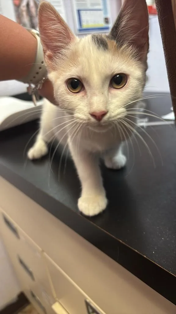 A baby small-sized female Domestic Short Hair cat named Cheery for adoption in New Braunfels, TX