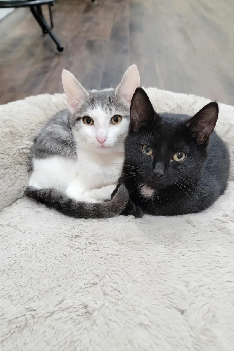 A young medium-sized male Domestic Short Hair cat named Simon & Baxter for adoption in Brierfield, AL