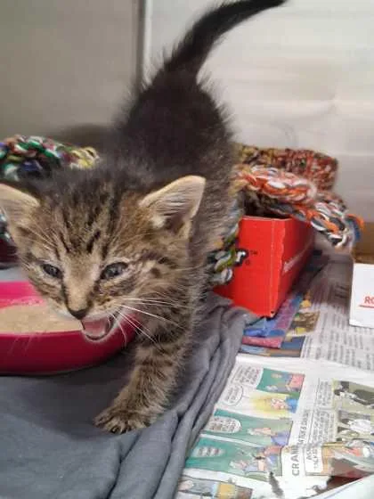 A baby small-sized male Domestic Short Hair cat named Tony The Tiger for adoption in Sevierville, TN