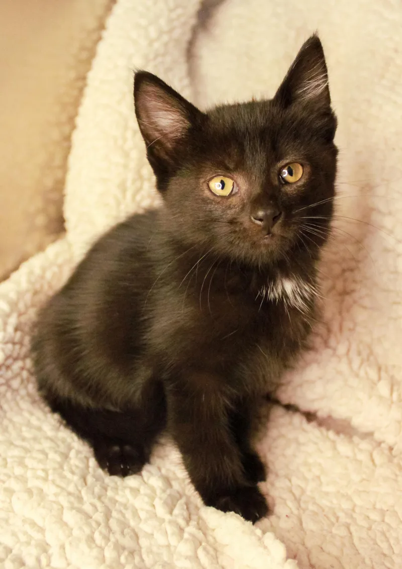 A baby medium-sized male Black Domestic Short Hair cat named Null for adoption in Ona, WV
