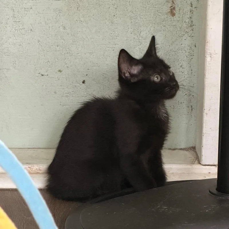 A baby small-sized male Black Domestic Short Hair cat named Chatham for adoption in Volcano, HI