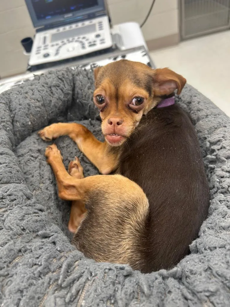 A baby small-sized female Chihuahua dog named Georgie for adoption in Ewing, NJ