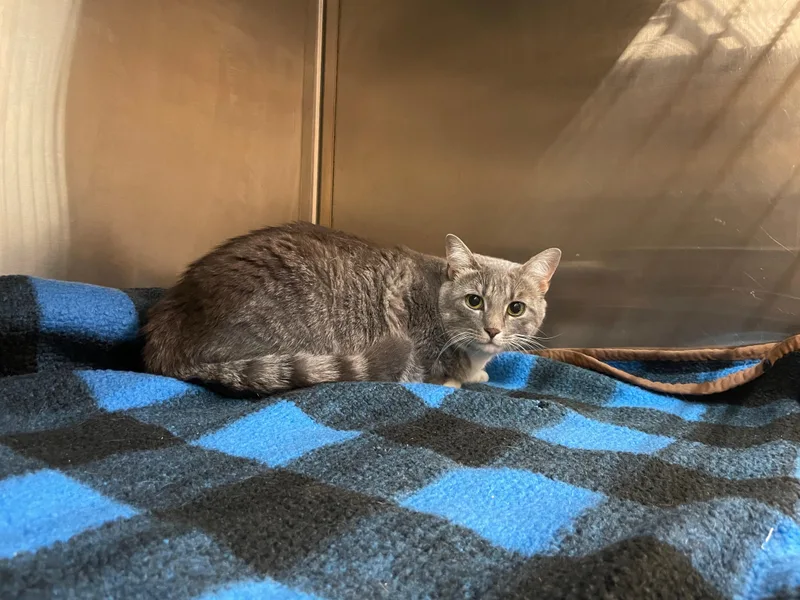 An adult medium-sized female Domestic Short Hair cat named Minerva for adoption in Mount Pleasant, SC