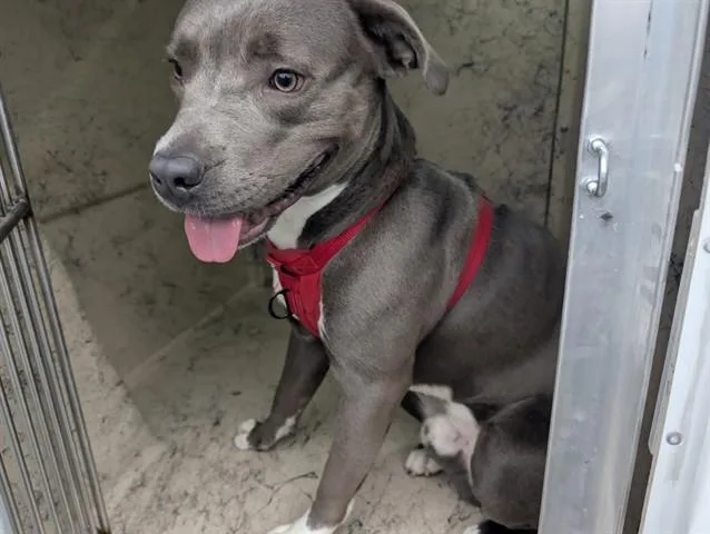 A young medium-sized male Pit Bull Terrier dog named Hootie for adoption in Garland, TX