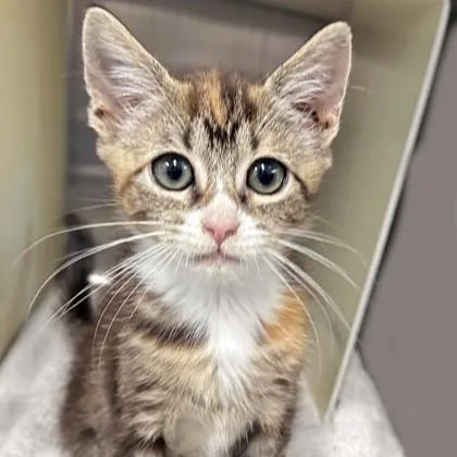 Cincinnati thumbnail 3