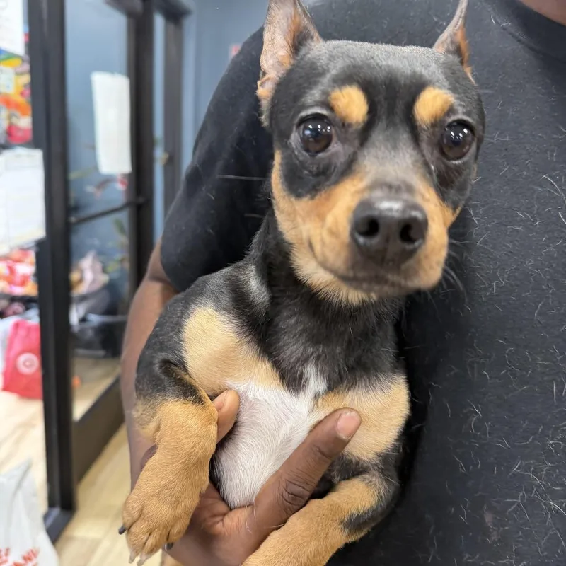 A young small-sized male Chihuahua dog named Bear for adoption in Newark, NJ