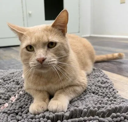 An adult large-sized male Buff / Tan / Fawn Domestic Short Hair cat named Daryl Dixon for adoption in Lakeside, AZ
