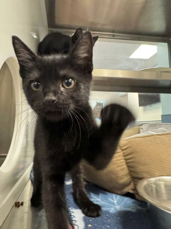 A baby medium-sized female Black Domestic Short Hair cat named Nova for adoption in Hilton Head Island, SC