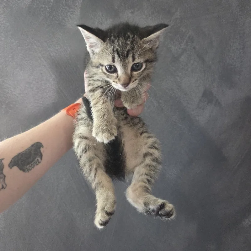 A baby medium-sized male Tabby (Brown / Chocolate) Domestic Short Hair cat named Json for adoption in Chattanooga, TN
