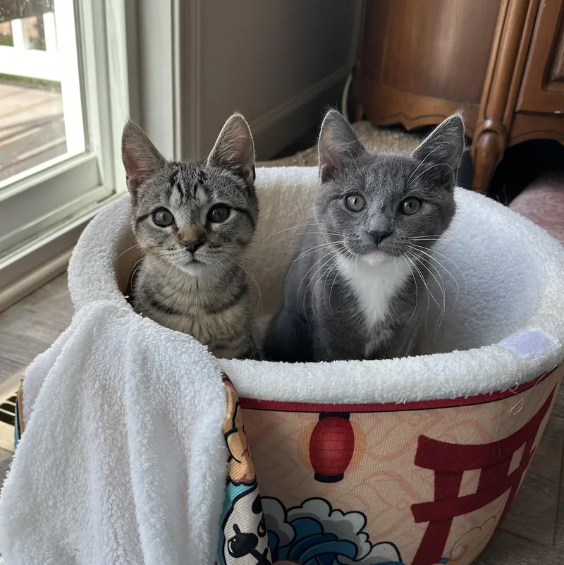 Twinkle & Sparkle thumbnail 2