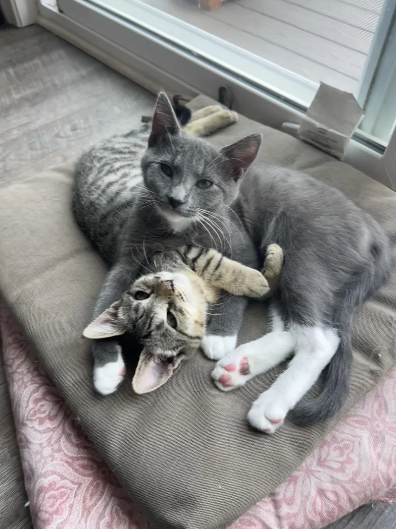 A baby medium-sized female Gray & White Domestic Short Hair cat named Twinkle & Sparkle for adoption in Lemoyne, PA