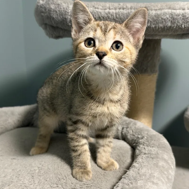A baby medium-sized female Torbie Domestic Short Hair cat named Poppi for adoption in Wilmington, OH