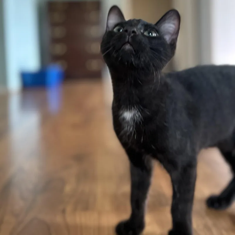 Uncle Fester thumbnail 2