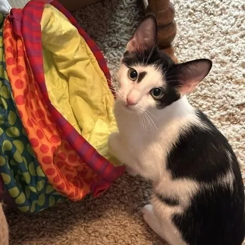 A baby small-sized male Black Domestic Short Hair cat named Patch for adoption in Orange, CA