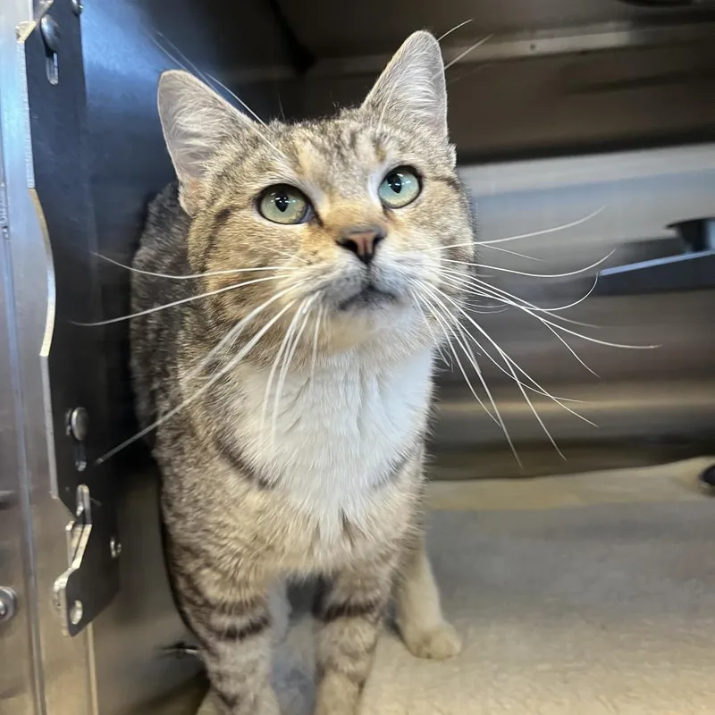 An adult medium-sized female Brown / Chocolate Domestic Short Hair cat named Anita for adoption in Bristol, IN