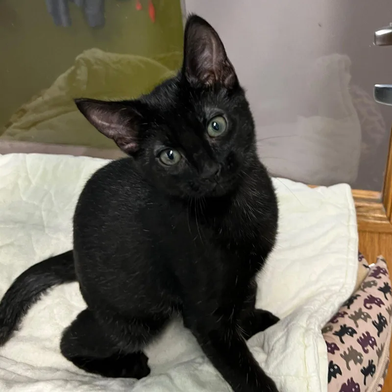 A baby medium-sized male Black Domestic Short Hair cat named Alex for adoption in Blasdell, NY
