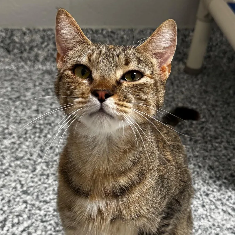 An adult medium-sized female Brown / Chocolate Domestic Short Hair cat named Crookshanks for adoption in Brookfield, WI