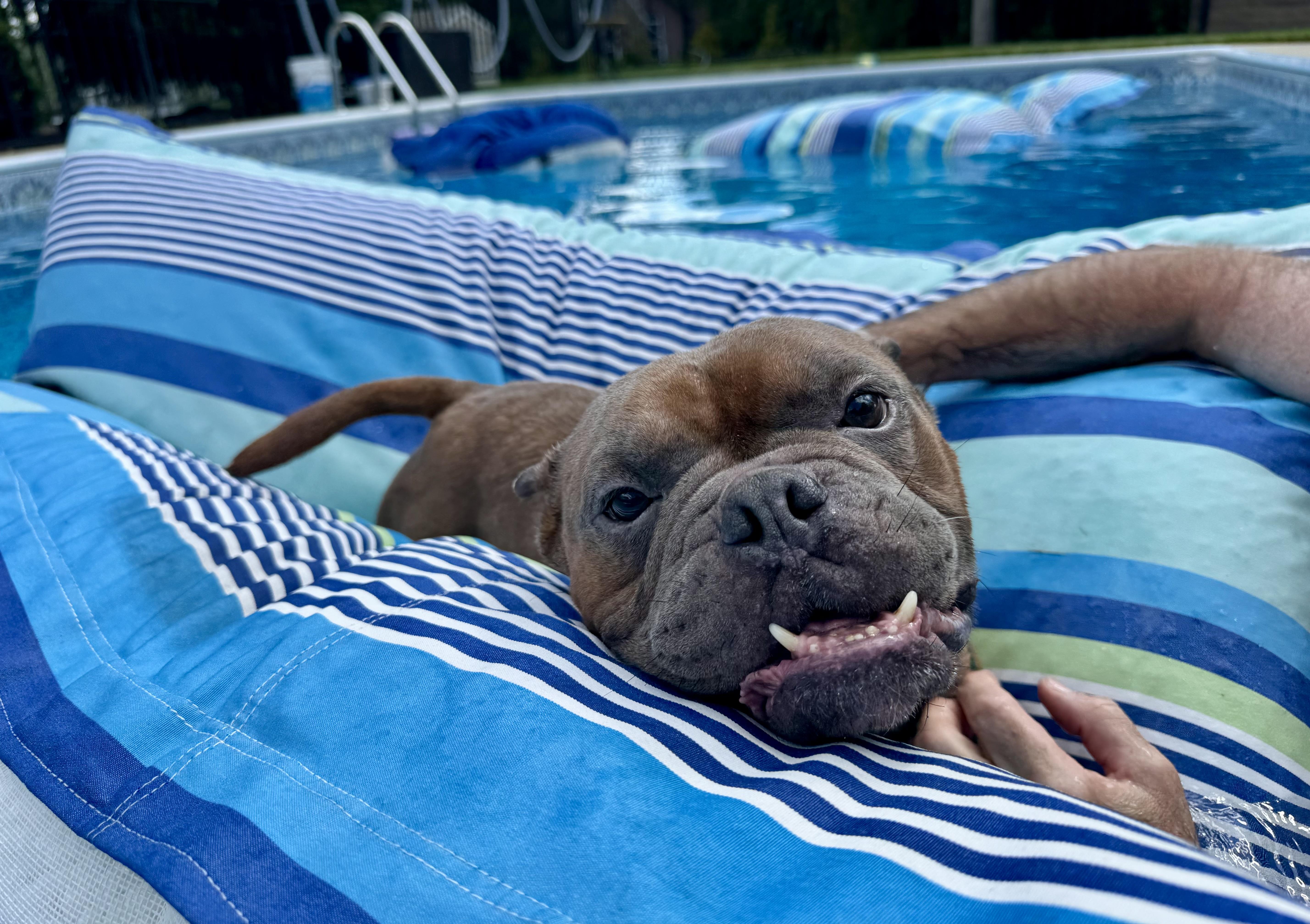 An adult medium-sized male Pit Bull Terrier dog named Harry for adoption in Providence, RI