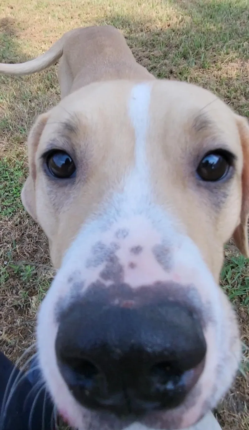Blondie thumbnail 2