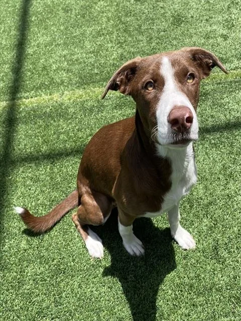 A baby large-sized female Mixed Breed dog named Yeehaw for adoption in Palmetto, FL