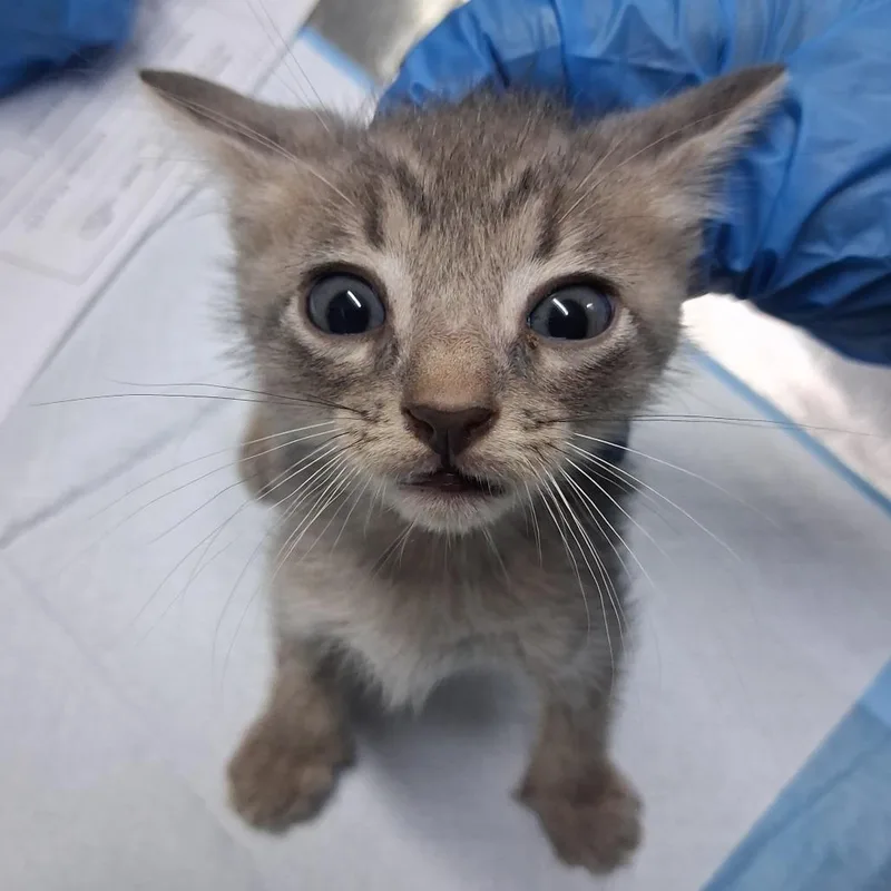 A baby small-sized male Domestic Short Hair cat named Luigi @ Petco on for adoption in Summerville, SC