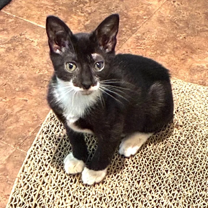 Gidget thumbnail 2