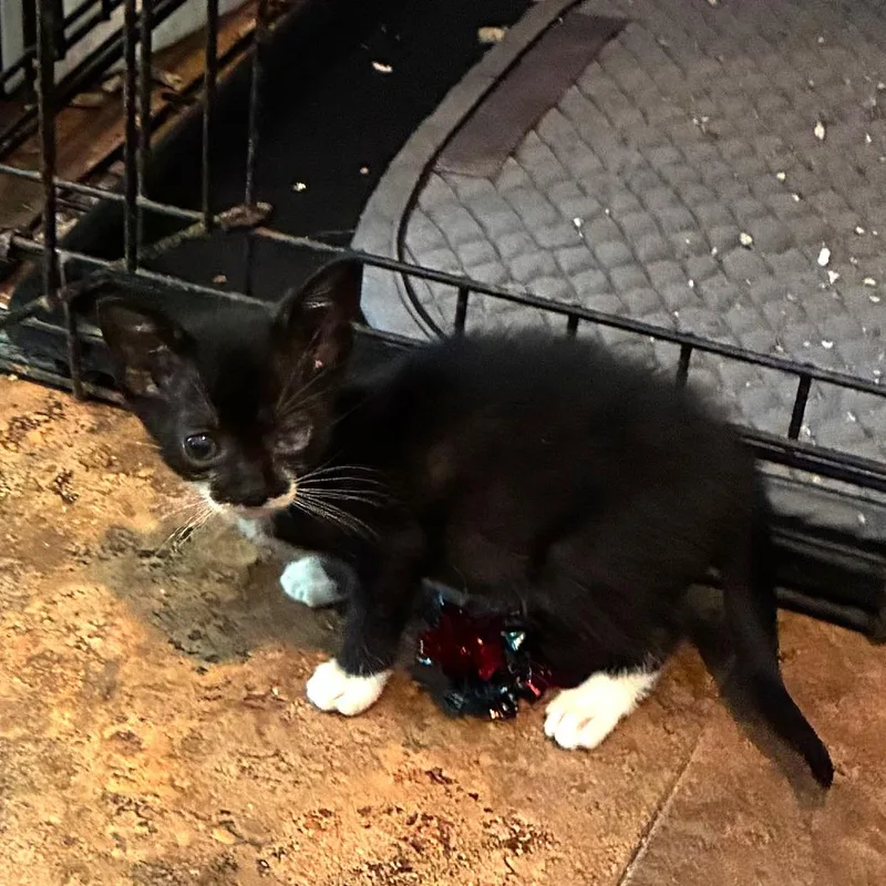 Gidget thumbnail 3
