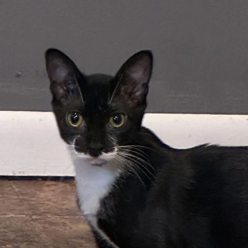 Gidget thumbnail 4