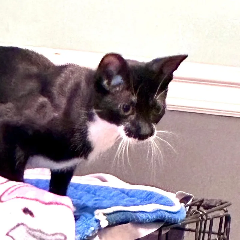 Gidget thumbnail 5