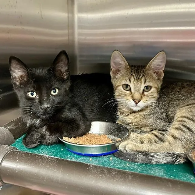 A baby medium-sized male Domestic Short Hair cat named Sageo for adoption in Shoreline, WA