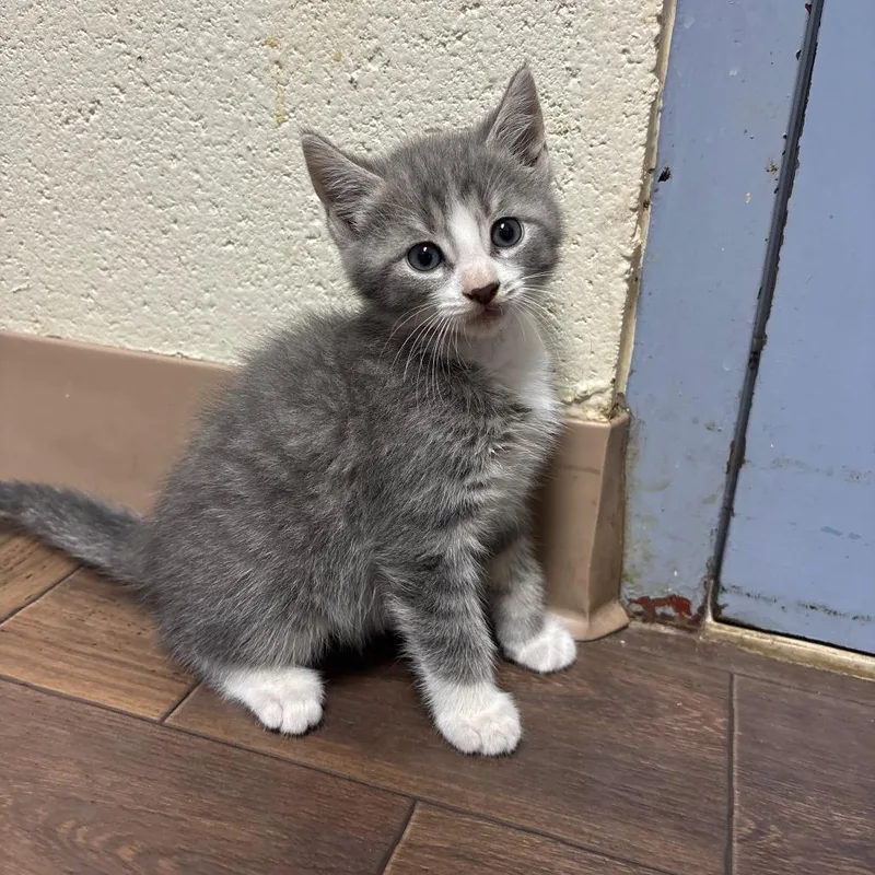 A baby small-sized male Gray / Blue / Silver Domestic Short Hair cat named Stray Hurdle Mills for adoption in Roxboro, NC