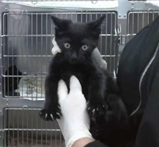 A baby medium-sized male Domestic Short Hair cat named Simon for adoption in Salinas, CA