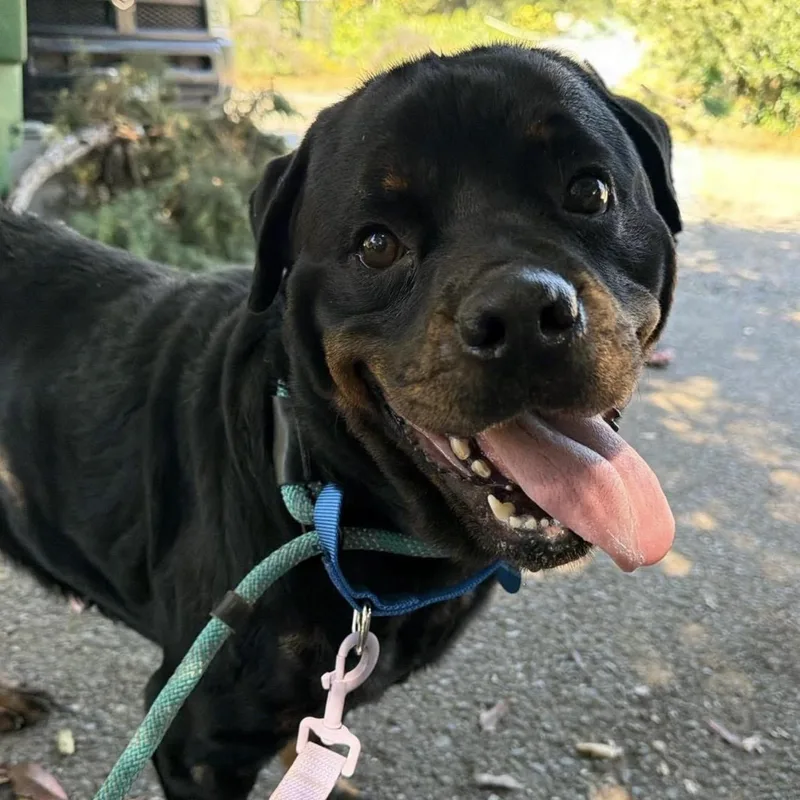 An adult medium-sized female Black Rottweiler dog named Luna for adoption in Santa Rosa, CA