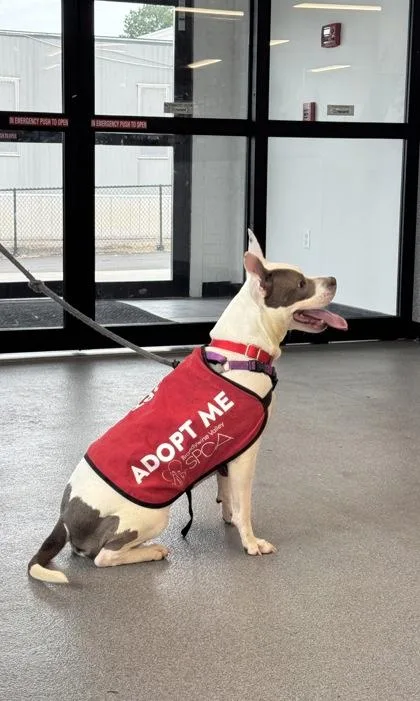 An adult large-sized female Mixed Breed dog named FiFi for adoption in West Chester, PA