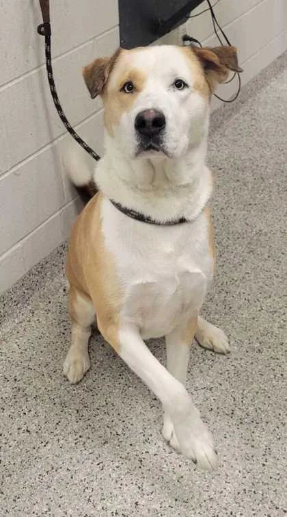 An adult extra large-sized male Yellow / Tan / Blond / Fawn Mixed Breed dog named Malcolm for adoption in Kansas City, MO