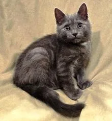 A baby small-sized female Gray / Blue / Silver Domestic Short Hair cat named Sylvie for adoption in Lebanon, PA