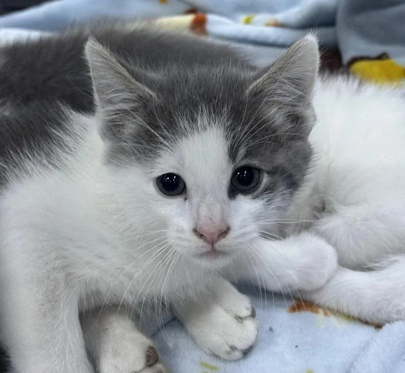 A baby medium-sized male Domestic Short Hair cat named Claws for adoption in St. Cloud, MN
