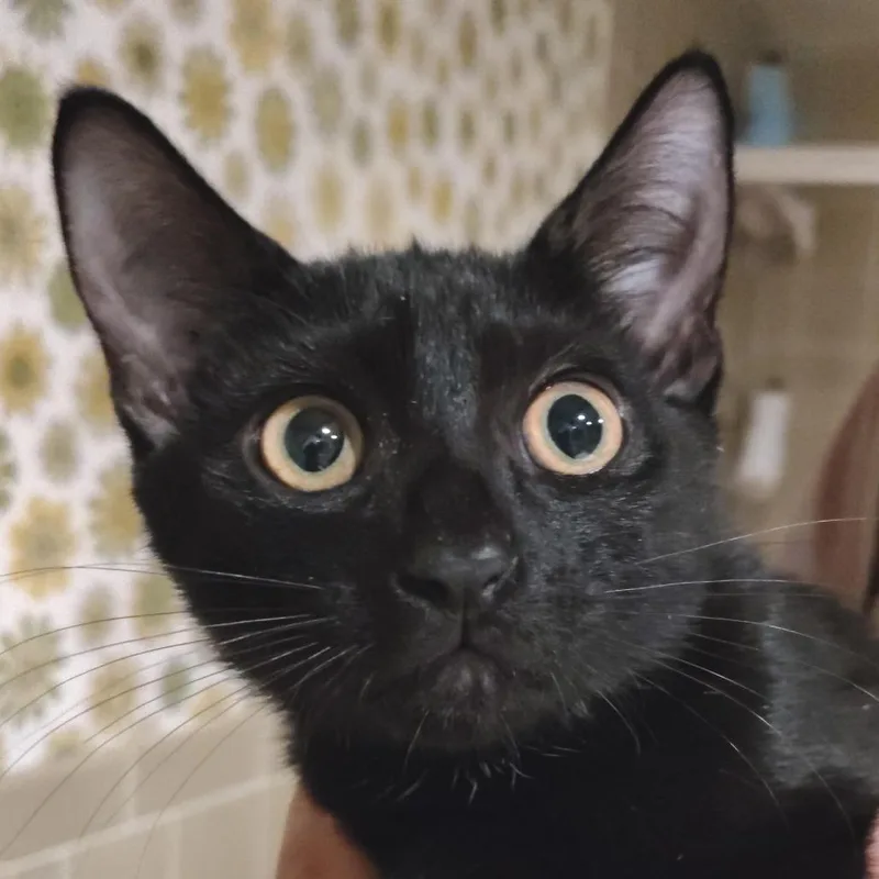 Bocephus