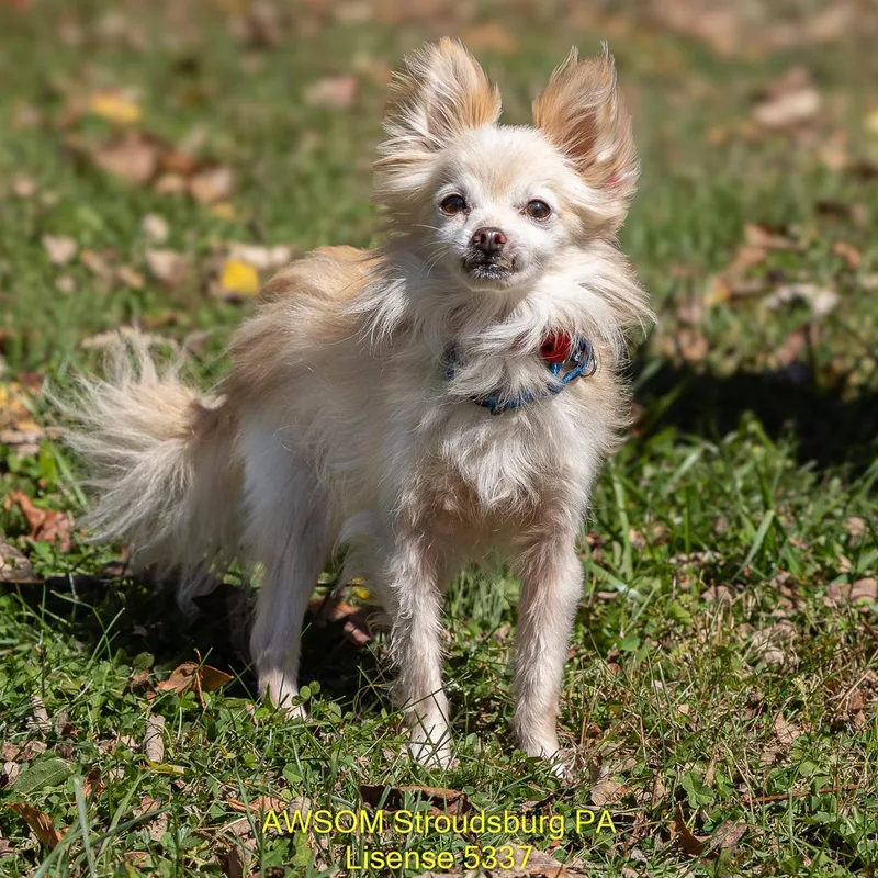 An adult small-sized male Apricot / Beige Chihuahua dog named Randy for adoption in Stroudsburg, PA