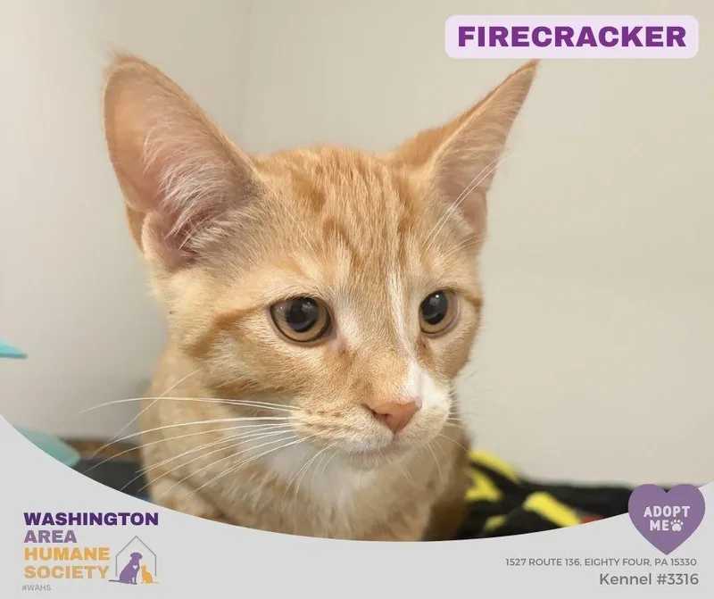 A baby small-sized male Orange & White Domestic Short Hair cat named Firecracker for adoption in Eighty Four, PA