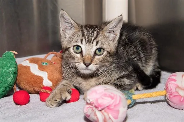 A baby small-sized male Domestic Short Hair cat named Hitch for adoption in Santa Monica, CA