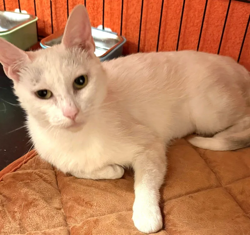 Snow White thumbnail 2