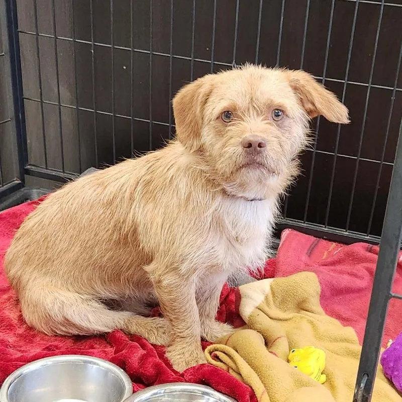 An adult small-sized male Yellow / Tan / Blond / Fawn Terrier dog named Lucky for adoption in Bastrop, TX