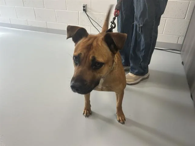 An adult medium-sized female Black Mouth Cur dog named Millie for adoption in Ocala, FL