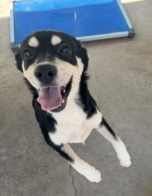 A young medium-sized female German Shepherd Dog dog named Nebula for adoption in Carrollton, GA