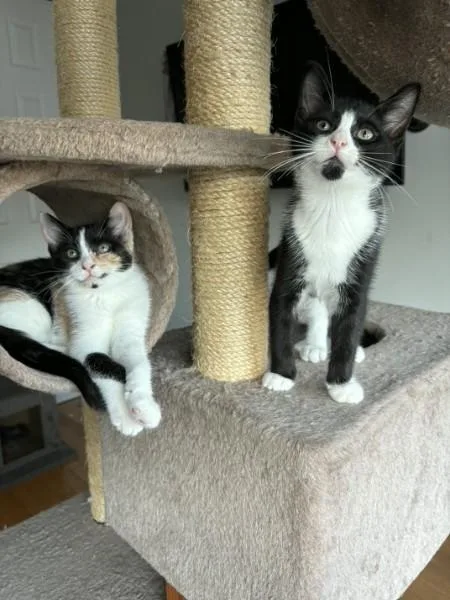 A baby medium-sized female Calico cat named Guinevere for adoption in Berkeley Heights, NJ