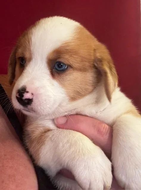 A baby medium-sized female Beagle dog named Jelly Bean for adoption in Livingston, TX