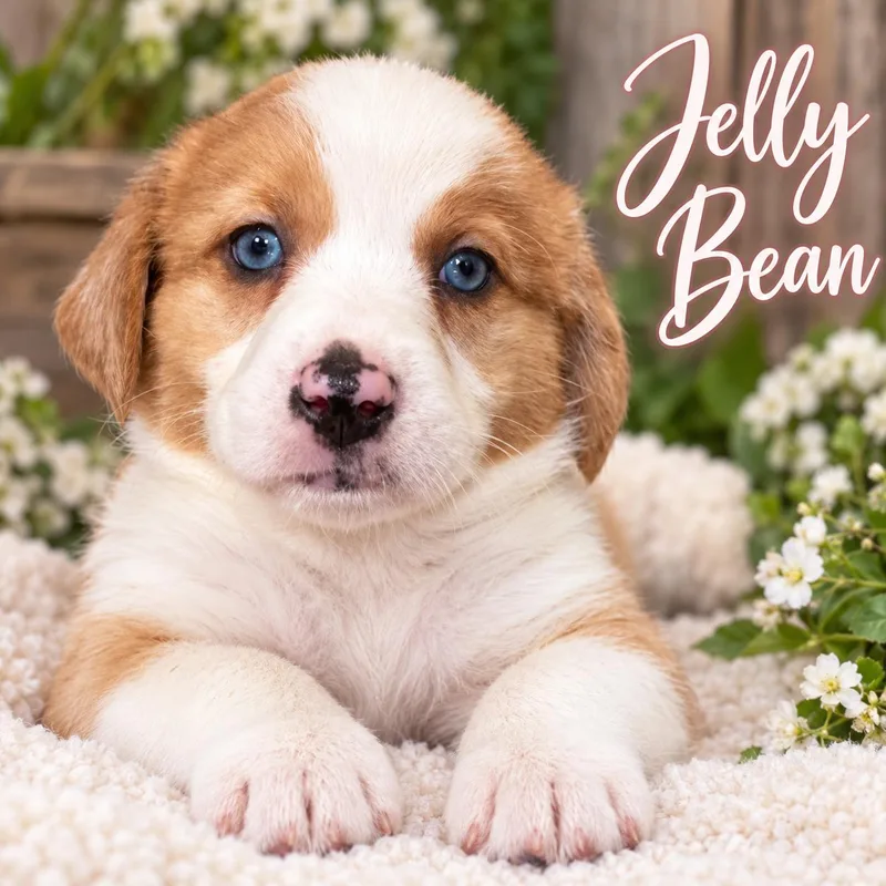 Jelly Bean thumbnail 5