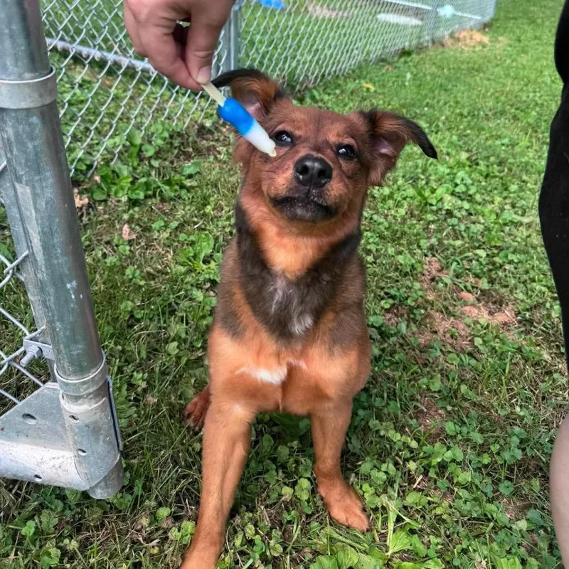 An adult medium-sized female Red / Chestnut / Orange Shetland Sheepdog / Sheltie dog named Margie for adoption in Fairmont, WV